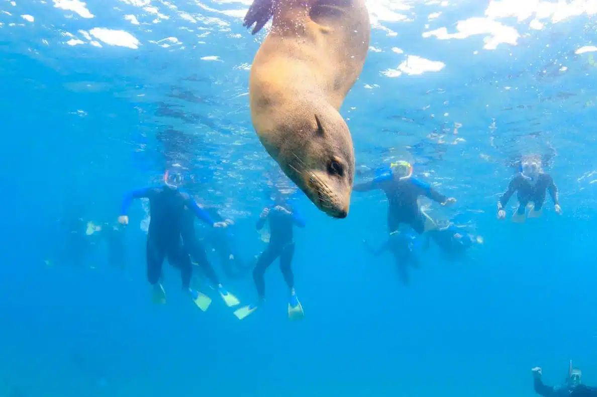 Mornington Peninsula Nature & Wildlife Tours