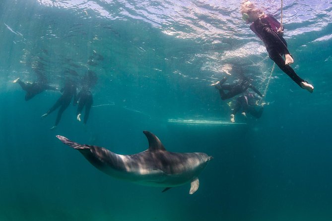 Half-Day Mornington Peninsula Dolphin and Seal Swim from Sorrento