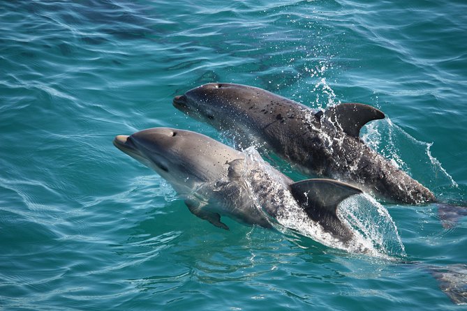 3-Hour Dolphin and Seal Sightseeing Cruise, operated with swim tour passengers