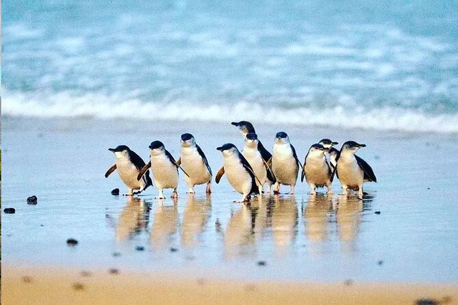 Golden Hour Penguins & Wine Tour with Pickups from Phillip Island