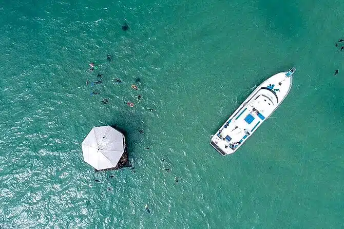 Private 2hr Seal swim Cruise Mornington Peninsula